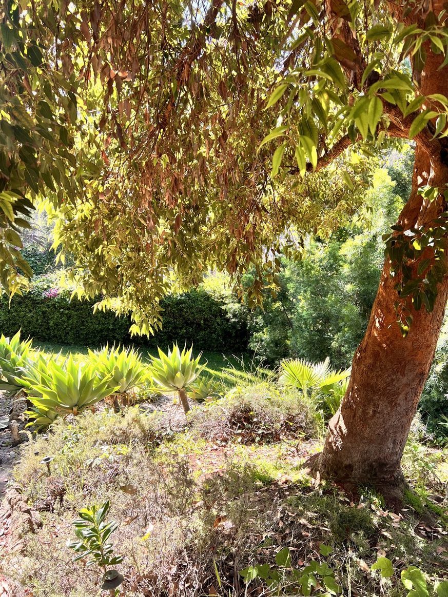 Sunlight through the canopy of a tree in a garden
