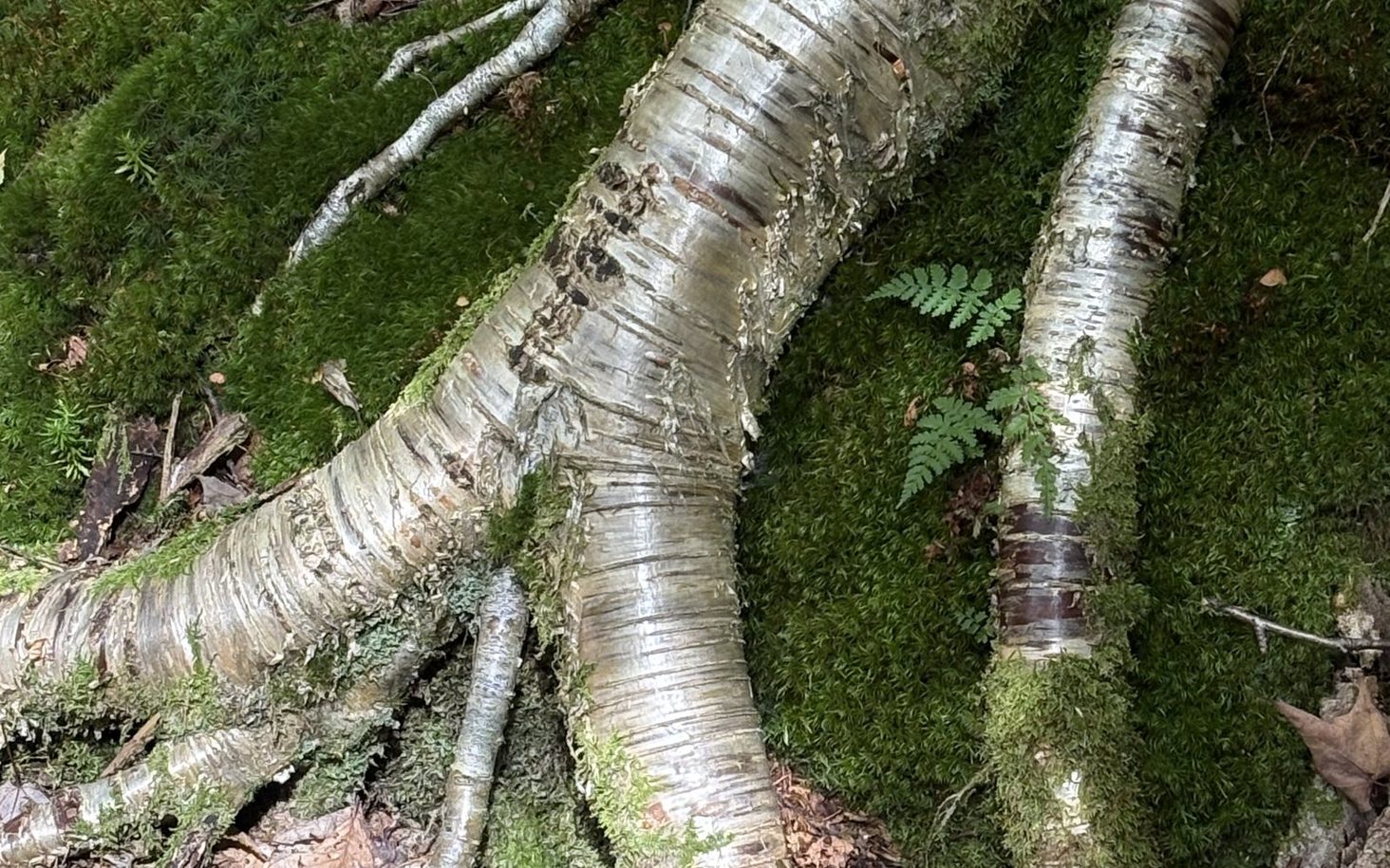 Birch roots threading through a bed of moss