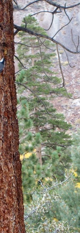 The red-brown bark of a ponderosa pine