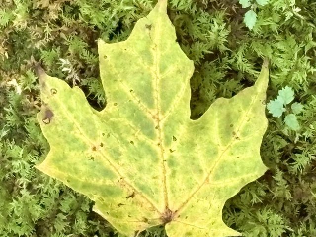A yellow maple leaf resting on moss