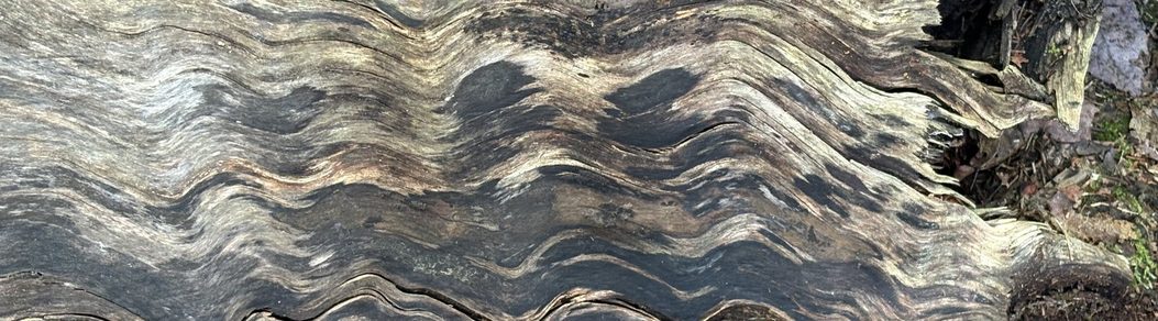 The weathered grain of an old fallen tree