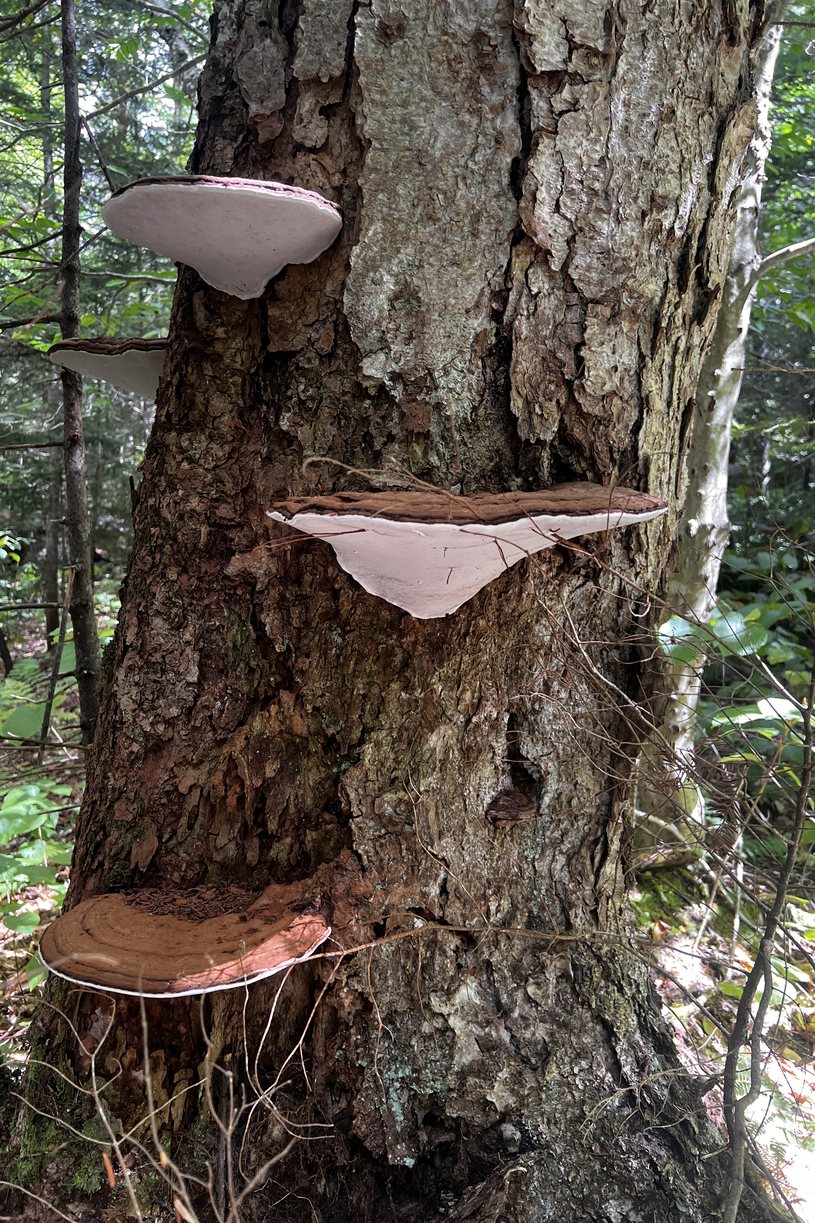Shelf fungi growing up the trunk of a tree