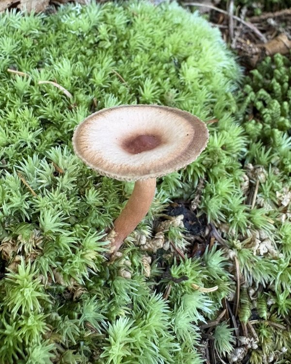 A small mushroom rising from a cushion of bright green moss