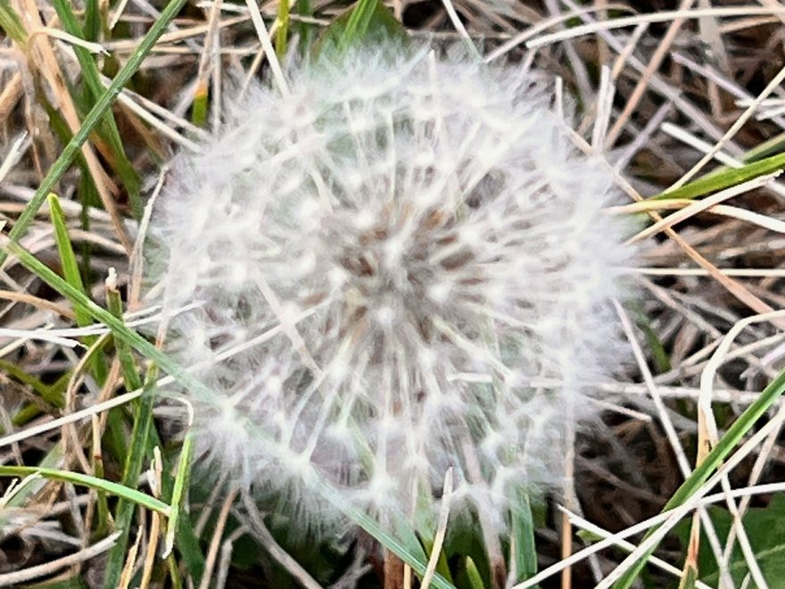 A dandelion seed head in dry grass