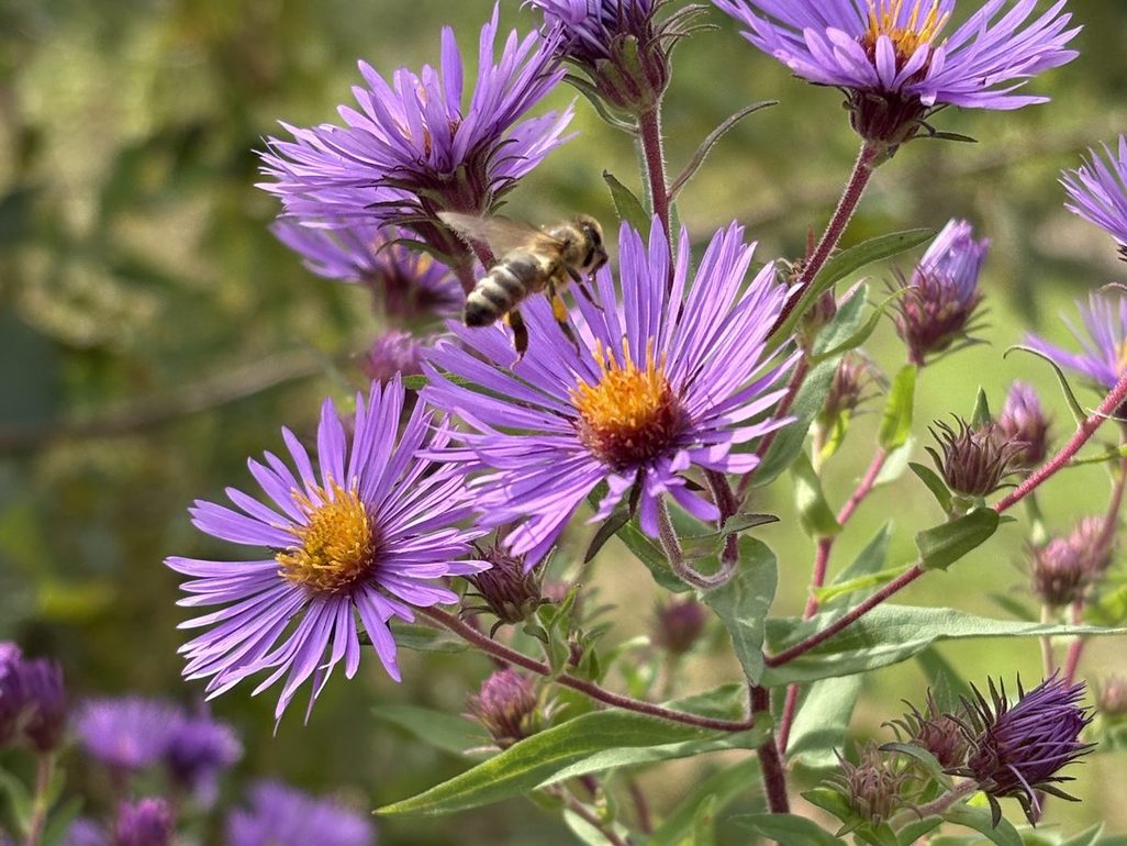 New England asters with a honeybee