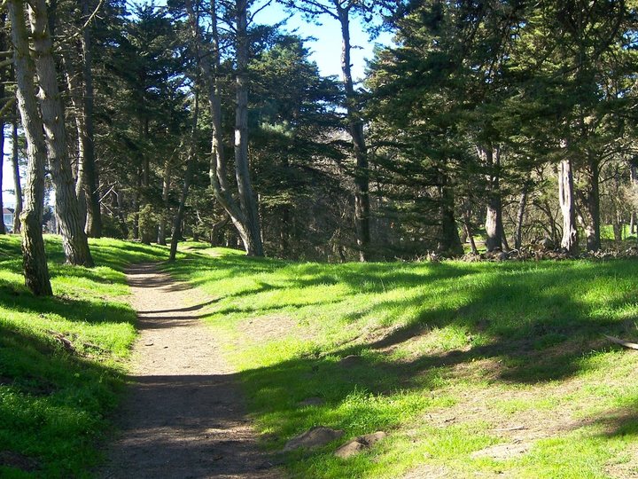 A sunlit footpath through cypress and grass in Golden Gate Park